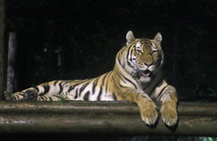 写真：夜の動物園の様子