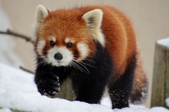 画像：雪の動物園