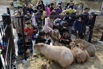 画像：カピバラ展示場