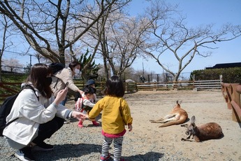 画像：カンガルー広場