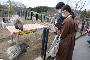 画像：ヤマアラシ展示場