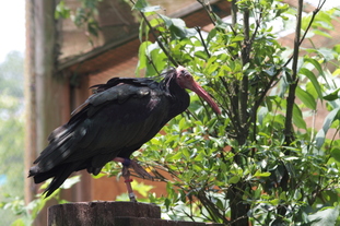 写真：ホオアカトキ