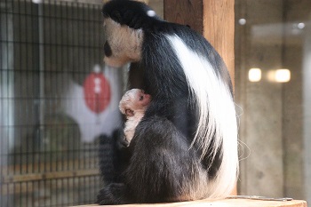 写真：アビシニアコロブスの赤ちゃん