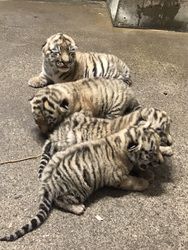 写真：アムールトラの赤ちゃん