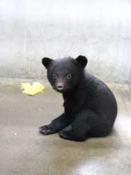 写真：ツキノワグマの赤ちゃん