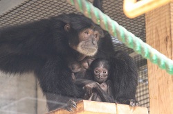 写真：フクロテナガザルの赤ちゃん