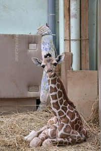 写真：7月14日に誕生したキリンの赤ちゃん