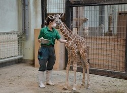 写真：キリンの赤ちゃん