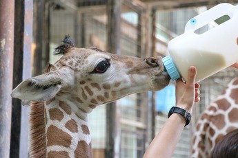 写真：キリンの授乳