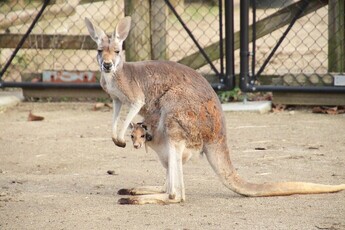 カンガルー赤ちゃん