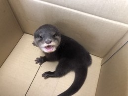 写真：コツメカワウソの赤ちゃん