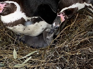 写真：フンボルトペンギンの赤ちゃん