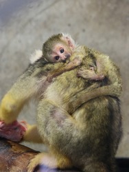 写真：ボリビアリスザルの赤ちゃん