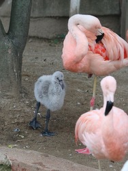 写真：チリーフラミンゴのヒナ