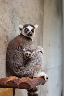 写真：ワオキツネザル