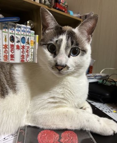 紛失猫R8-34の写真