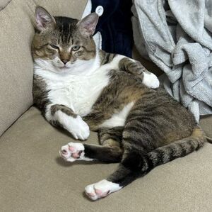 紛失猫R8-32の写真