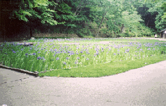 写真：あやめ園