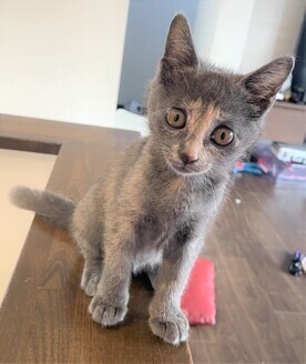 R8-1猫の写真
