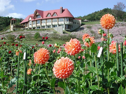 秋田国際ダリア園