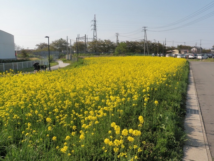 菜の花畑の写真