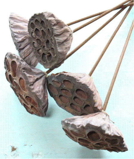 ハスの果托（ドライフラワー）