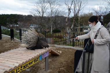 ヤマアラシ展示場でのエサやり体験