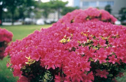 写真：市の花（さつき）