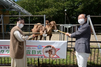 写真：ラクダお披露目式でのエサやり体験