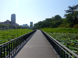 写真：遊歩道からの景観2