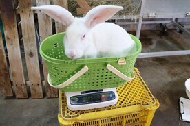 画像：ジャンボウサギ