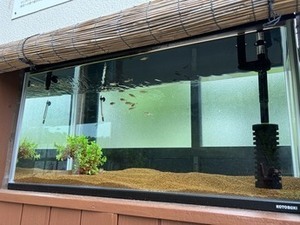 画像：ゼニタナゴ用水槽