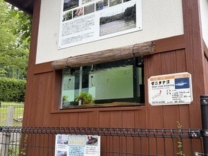 画像：ゼニタナゴ用水槽