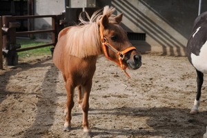 画像：ミニチュアホース「エニフ」