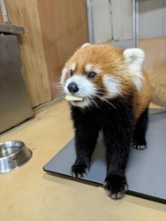 画像：レッサーパンダ