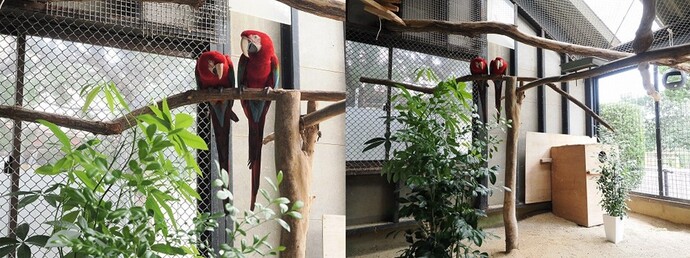 ベニコンゴウインコとシルクジャスミン