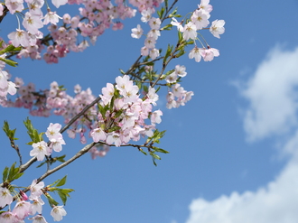 桜の枝の写真