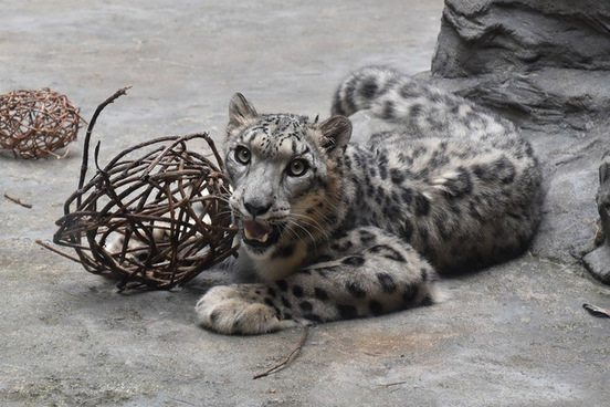 写真：ユキヒョウのヒカリ