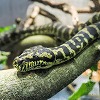 写真：カーペットニシキヘビ
