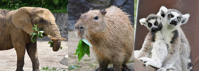 写真：ゾウとカピバラとワオキツネザル