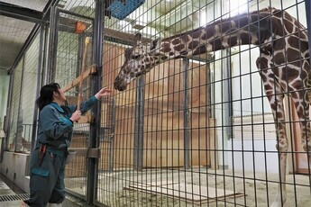 写真：キリンの体重測定