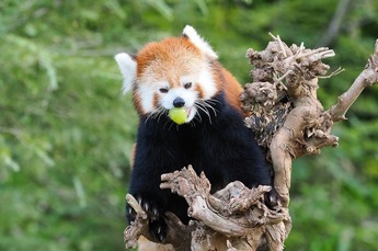 写真：国際レッサーパンダデー