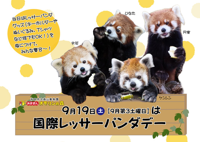 画像：レッサーパンダ
