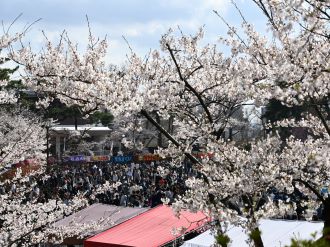 桜と祭りの写真