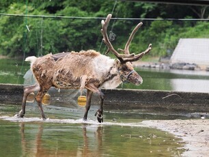 画像：トナカイのルドルフ