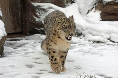 画像：雪の動物園