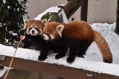 画像：雪の動物園