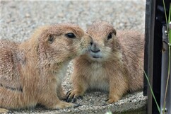 写真：通常開園の様子