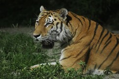 写真：夜の動物園の様子