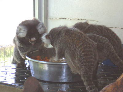写真：静かな食卓
